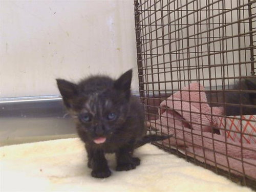 *MAGELLAN, a cat for adoption from Sacramento County Animal Care and Regulation