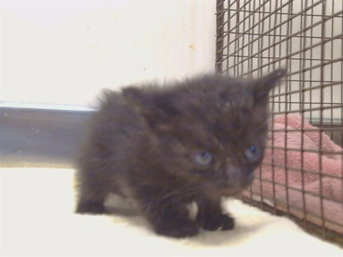 *COLUMBUS, a cat for adoption from Sacramento County Animal Care and Regulation