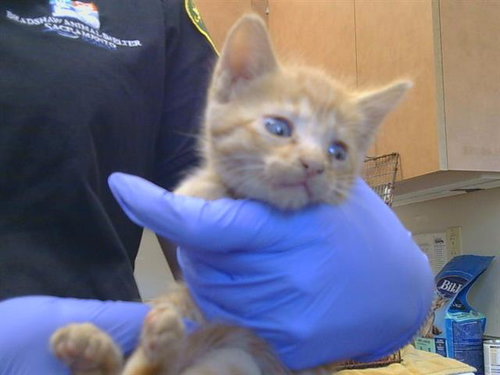 *RUCKUS, a cat for adoption from Sacramento County Animal Care and Regulation