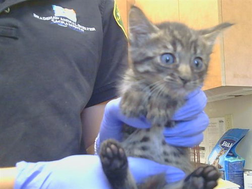 *HUBBUB, a cat for adoption from Sacramento County Animal Care and Regulation