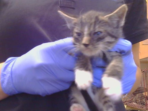 *RUMPUS, a cat for adoption from Sacramento County Animal Care and Regulation