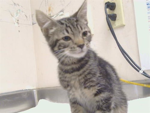 *FOXTROT, a cat for adoption from Sacramento County Animal Care and Regulation