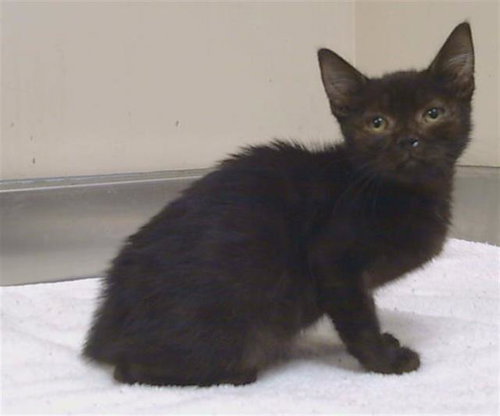 *ECHO, a cat for adoption from Sacramento County Animal Care and Regulation