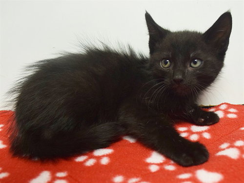 *KURTIS, a cat for adoption from Sacramento County Animal Care and Regulation