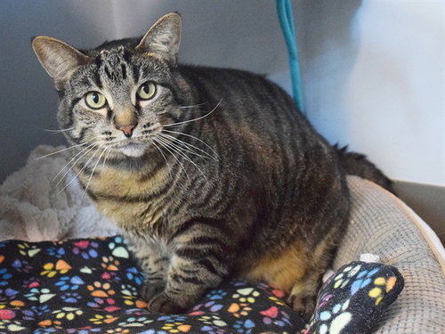CORA, a cat for adoption from Sacramento County Animal Care and Regulation