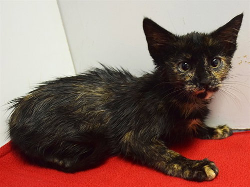 *HEIDI, a cat for adoption from Sacramento County Animal Care and Regulation
