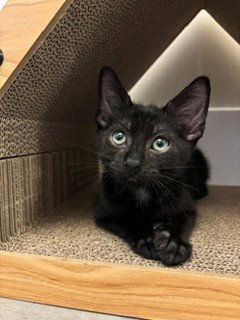 PLUM, a cat for adoption from Sacramento County Animal Care and Regulation