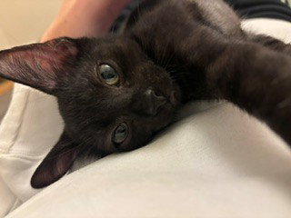 GRAPES, a cat for adoption from Sacramento County Animal Care and Regulation