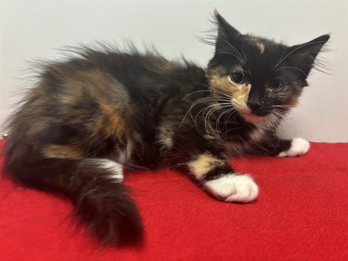MISHKA, a cat for adoption from Sacramento County Animal Care and Regulation