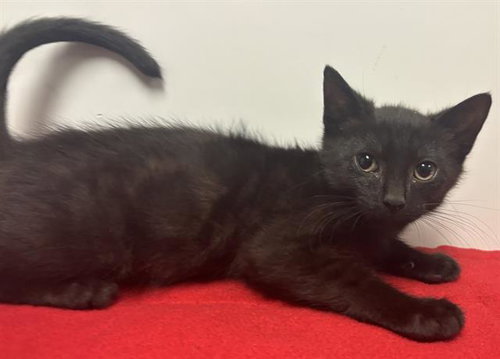 SAMPSON, a cat for adoption from Sacramento County Animal Care and Regulation