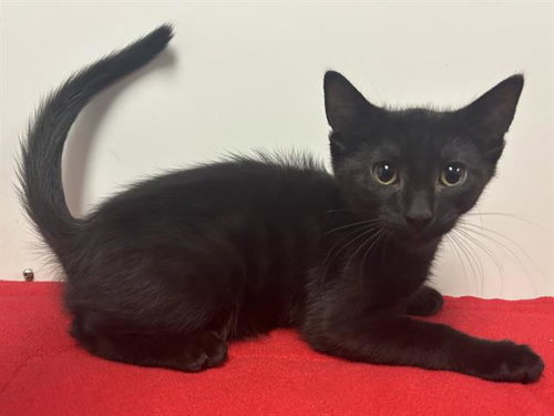 JET, a cat for adoption from Sacramento County Animal Care and Regulation