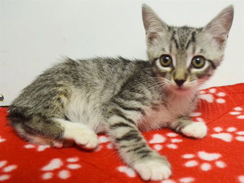 *ALICIA, a cat for adoption from Sacramento County Animal Care and Regulation