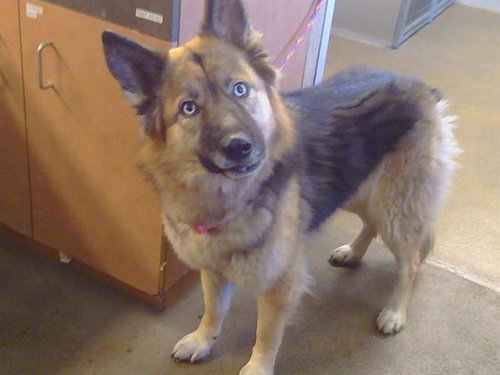 JENNA, a dog for adoption from Sacramento County Animal Care and Regulation