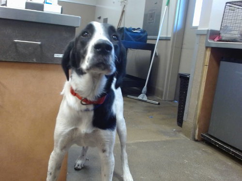 BILLY, a dog for adoption from Sacramento County Animal Care and Regulation