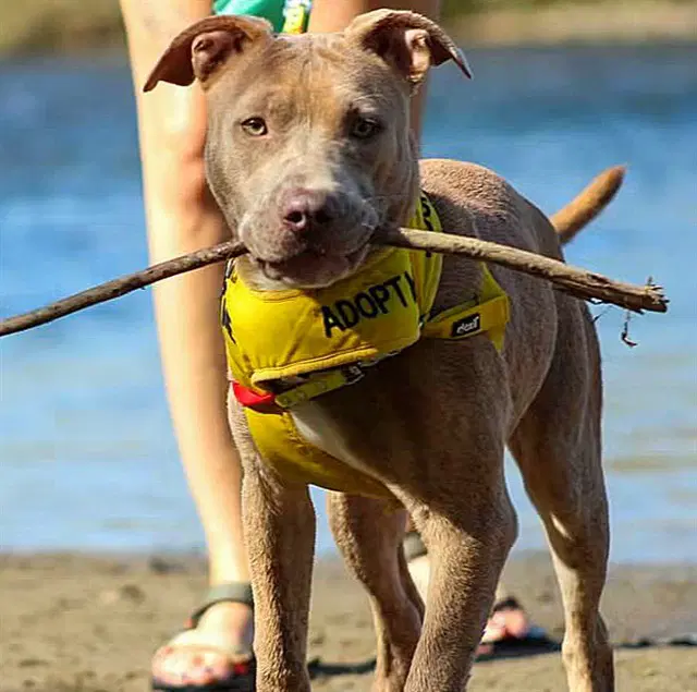 Caspian - Pit Bull Terrier