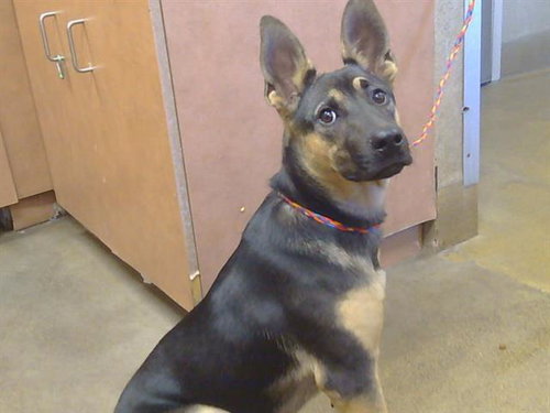 *JILLIAN, a dog for adoption from Sacramento County Animal Care and Regulation
