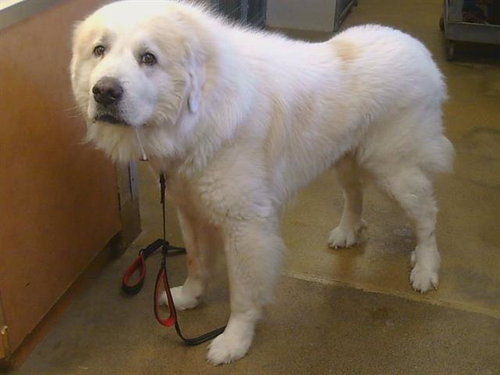 *ASLAN, a dog for adoption from Sacramento County Animal Care and Regulation
