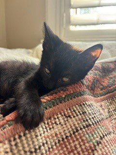 STEAK, a cat for adoption from Sacramento County Animal Care and Regulation