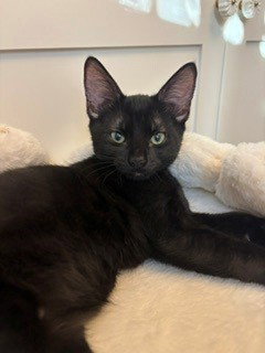 MARSHMELLOW, a cat for adoption from Sacramento County Animal Care and Regulation
