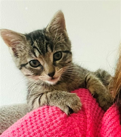 *CHESTNUT, a cat for adoption from Sacramento County Animal Care and Regulation