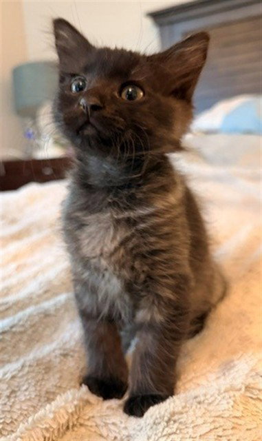 *CHAI, a cat for adoption from Sacramento County Animal Care and Regulation