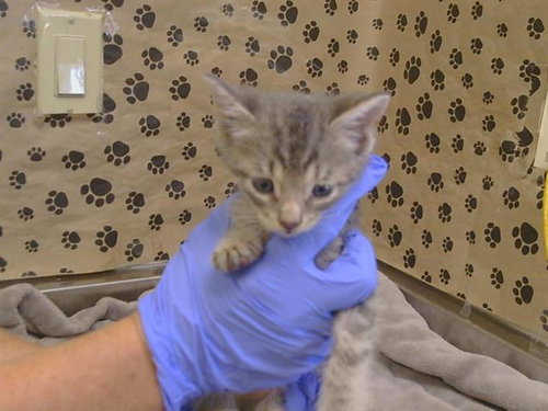 *COWBOY, a cat for adoption from Sacramento County Animal Care and Regulation