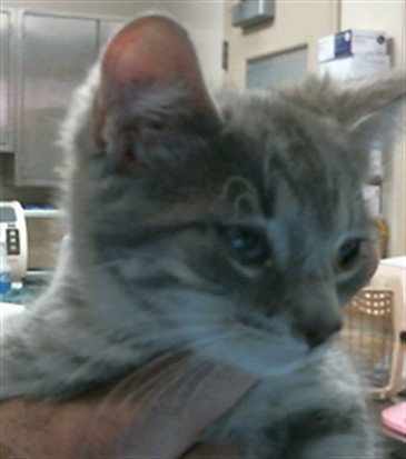 *RAIDER, a cat for adoption from Sacramento County Animal Care and Regulation
