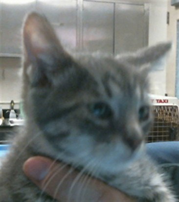 *BENGAL, a cat for adoption from Sacramento County Animal Care and Regulation