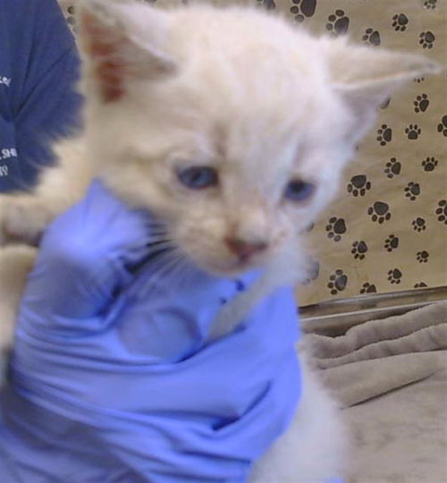 *49ER, a cat for adoption from Sacramento County Animal Care and Regulation