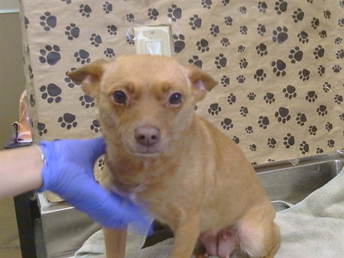 *ANJELICA, a dog for adoption from Sacramento County Animal Care and Regulation