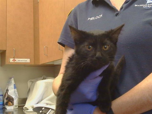 *CHARADE, a cat for adoption from Sacramento County Animal Care and Regulation