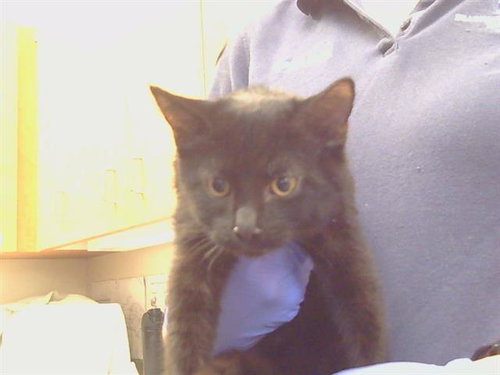*MASQUERADE, a cat for adoption from Sacramento County Animal Care and Regulation