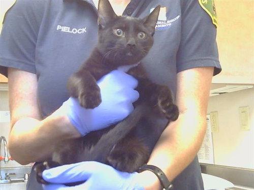 *FACADE, a cat for adoption from Sacramento County Animal Care and Regulation