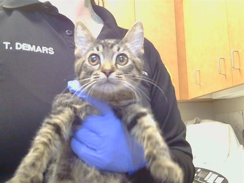 *RUSE, a cat for adoption from Sacramento County Animal Care and Regulation
