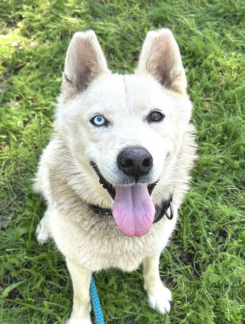 SNOW, a dog for adoption from Sacramento County Animal Care and Regulation