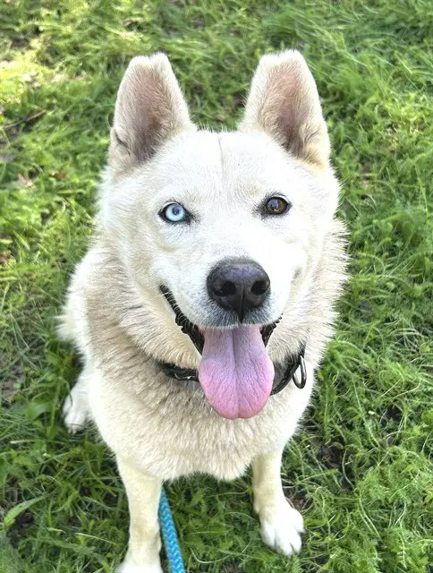 Snow - Siberian Husky