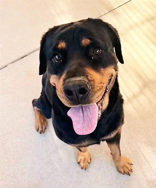Minnie - Rottweiler