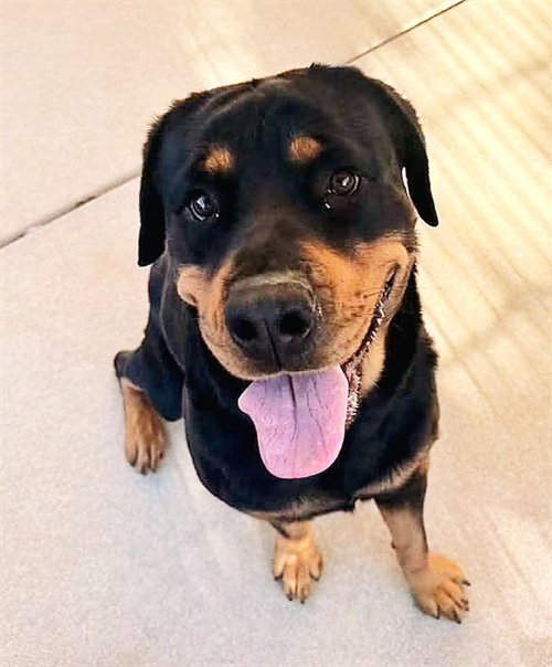 MINNIE, a dog for adoption from Sacramento County Animal Care and Regulation