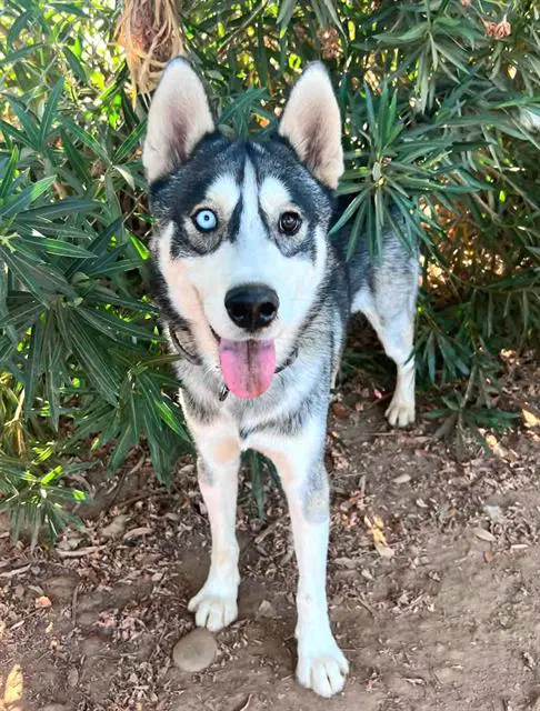 Ozzie - Siberian Husky