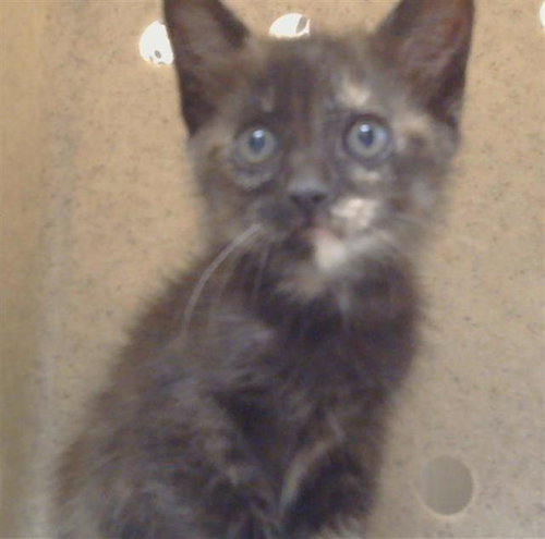 *PATCHOULI, a cat for adoption from Sacramento County Animal Care and Regulation