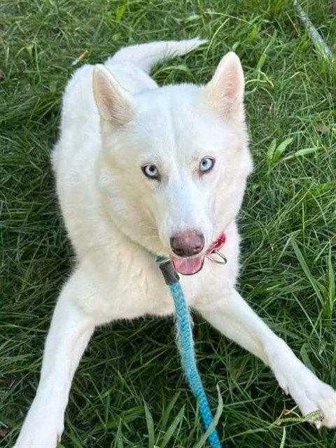 *PAVLOVA, a dog for adoption from Sacramento County Animal Care and Regulation