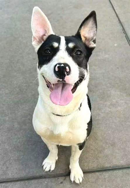 *MARJORIE, a dog for adoption from Sacramento County Animal Care and Regulation
