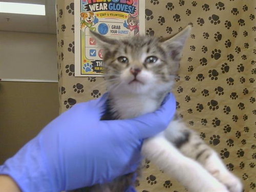 *LUXOR, a cat for adoption from Sacramento County Animal Care and Regulation