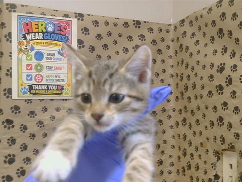 *EXCELSIOR, a cat for adoption from Sacramento County Animal Care and Regulation