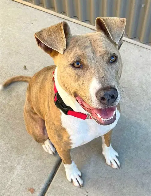 Nizmo - Pit Bull Terrier
