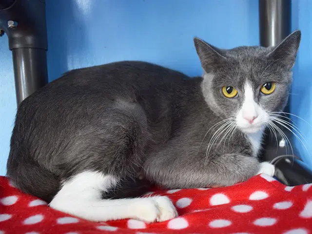 Becky - Domestic Short Hair