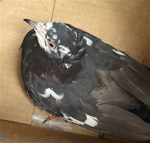 A929639, a poultry for adoption from Sacramento County Animal Care and Regulation