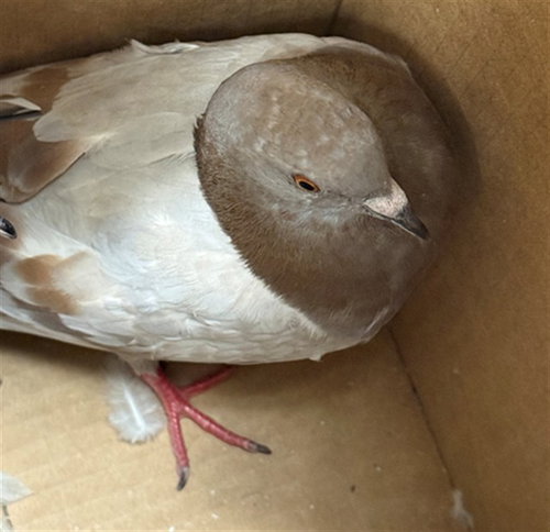 A929641, a poultry for adoption from Sacramento County Animal Care and Regulation