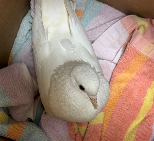 A929642, a poultry for adoption from Sacramento County Animal Care and Regulation