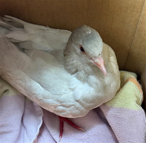 A929643, a poultry for adoption from Sacramento County Animal Care and Regulation